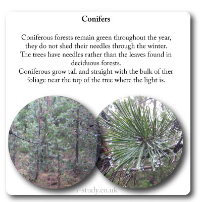temperate forests coniferous trees